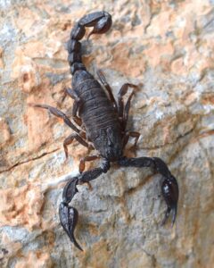 Scorpion